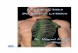 Anatomía Clínica del Sistema Linfáticoananor.net/uploads/2/7/5/8/27588325/linfaticos_c_y_c... · 2019-11-16 · Anatomia Normal UNT. Introducción Anatomía Clínica del Sistema