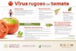 Virus rugosodel tomate€¦ · Virus rugosodeltomate Diseminación • Contacto directo de una planta con otra • Prácticas comunes de cultivos • Agua circulante (cultivos de