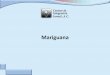 Mariguana - Centros de Integración Juvenil, A. C.Datos sobre la mariguana Se extrae de la planta Cannabis Sativa Actúa como depresor y desorganizador (alucinógeno) del Sistema Nervioso
