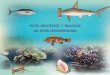 PECES, CRUSTÁCEOS Y MOLUSCOS DEL ISTMO CENTROMERICANO - Clima Pesca – Iniciativa de ...climapesca.org/wp-content/uploads/2018/09/Peces... · 2018-11-02 · El texto de este libro