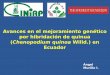 Avances en el mejoramiento genético por hibridación de quinua · 2018-07-06 · Objetivos de mejoramiento genético de quinua Carácter Parámetros Altura de planta 120-150 cm Ciclo