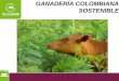 GANADERÍA COLOMBIANA SOSTENIBLE de agroforesteria/seminarios y... · Perfil del sector ganadero o La ganadería colombiana contribuye con el 20% del PIB agropecuario o La ganadería