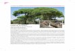 pinar de almorox - Castilla-La Mancha€¦ · bosque mixto. El Pinar de Almorox se sitúa en Toledo, en el límite con la Comunidad de Madrid, en la que tiene continuidad la masa