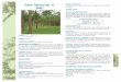 ecuadorforestal.orgecuadorforestal.org/download/contenido/pino.pdf · Después del eucalipto es la especie más plantada en la sierra. ... enfermedad llamada "chancro del Pino" o