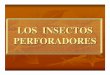 LOS INSECTOS PERFORADOREScedinfor.lamolina.edu.pe/Separatas FCF/Proteccion... · 2007-12-26 · desarrollo del hongo Ceratocystis fimbriata que causa la enfermedad denominada “necrosis