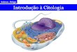 Introdução à Citologia · Anderson - Biologia • Todo ser vivo é dotado de células. • Toda célula é proveniente de outra preexistente. • Todas as reações metabólicas