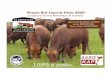 80 carneros Merino Dohne de 2 dientes MO€¦ · Los 9 toros Red Angus son de 18 meses, todos evaluados por Breedplan; de los cuales 7 toros los recomendamos para el entore de vaquillonas