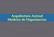 Arquitectura Animal Modelos de Organización...NIVELES DE ORGANIZACION CELULAR O PROTOPLASMÁTICO (Organismo unicelulares) AGREGADO CELULAR CELULAR-TISULAR (Poríferos y Cnidarios)