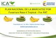 PLAN NACIONAL DE LA MARCHITEZ POR Fusarium Raza 4 … · 2017-08-22 · ¿Cual es la importancia del banano y el plátano en Colombia? Banano de exportación 47.272 Hectáreas, sembradas
