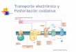 Transporte electrónico y Fosforilación oxidativa€¦ · • La fosforilación oxidativa es simple en cuanto a concepto, pero compleja en cuanto al mecanismo (1) Cadena de transporte