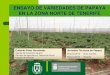ENSAYO DE VARIEDADES DE PAPAYA EN LA ZONA NORTE DE … · 2018-08-14 · ENSAYO DE VARIEDADES DE PAPAYA EN LA ZONA NORTE DE TENERIFE 2012: Proyecto I+D “Bases tecnológicas para