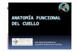 Anatomía funcional del cuello · Microsoft PowerPoint - Anatomía funcional del cuello.pptx Author: tecnicsales Created Date: 6/8/2011 4:00:54 PM 