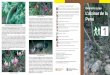 Recomanacions i normes per als visitants L’alzinar de lahostatgeriadepoblet.cat/wp-content/uploads/ITINERARIO.pdf · com ara l’arítjol (Smilax aspera), que s’enfilen pels arbres