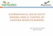 Presentación de PowerPoint · Introducción (I) La Sigatoka negra es actualmente la enfermedad fúngica más limitante para la producción de banano en América Latina. El control