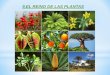 9.EL REINO DE LAS PLANTASiesvictorgarciadelaconcha.es/.../2020/03/9.-EL-REINO-DE-LAS-PLANT… · - Las plantas son seres vivos AUTÓTROFOS - Para nutrirse siguen estos procesos:-ABSORCIÓN:
