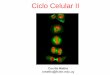Ciclo Celular II - eva.fcien.udelar.edu.uy · Diferentes tipos de complejos ciclina-CDK inician diferentes eventos del ciclo celular G1-CDK y G1/S CDK entrada al ciclo celular M-CDK