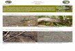 Squamata Clave de familias - Biodiversidad Virtual · Detalle de la pata posterior en el que se aprecian los dedos aplanados. Foto 17: Tarentola mauritanica (Salamanquesa común)