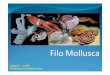 ² c Y ãredeisaacnewton.com/wp-content/uploads/2017/06/Moluscos.pdf · Title: Microsoft PowerPoint - Filo Mollusca Author: user Created Date: 6/23/2017 2:22:08 PM