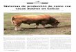 Si vacas madre - mapa.gob.es · llados en Mahegondo, la raza Ruhi^t Gallega es la utilizada, dehido a yuc - Es la raz^i de Galicia, con 189.000 vacas en cxplotación (MAYA 19t^6)