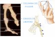 COLUMNA DEL PULGAR GRADOS DE LIBERTAD PULGAR_0.pdf · zancolli 3.2 3.3.1 loose –pack position. loose –pack position. artro-cinematica trapecio-metacarpiana. mecanica de la rotacion