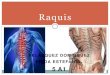 Raquiss4f1d769cf586f6c7.jimcontent.com/download/version... · 2015-11-19 · La Columna Vertebral, Raquis o Espina Dorsal es una compleja estructura de huesos, cartílagos y ligamentos,