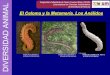 Sesión Teórico-Práctica 05: Anélidos (gusanos segmentados ... › innova › OCW › diversidad-animal › ... · • Clase Poliquetos • Clase Oligoquetos • Clase Hirudíneos