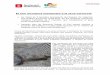 El Zoo incorpora mangostes a la seva col·lecció · favor de la conservació dels tritons del Montseny s’afegeix a una important col·laboració en l’àmbit de la recerca i conservació