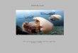 Medusas - CAUMAS | CAUMAScaumas.org/wp-content/uploads/2015/03/03-medusas.pdf2015/03/03  · 4 pesca, llegando incluso en ocasiones a perturbar el tráfico marítimo. De hecho, y si