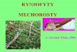  · 2014-08-05 · ODDÈLENt: RYMOFYTY (RHYNIOPHYTA) silur, devon prvohor ze zelenÝch ras základ wšších rostlin TELO TVORI JEDEN ORGAN STONEK METAGENEZE G S RHYNIA NLXJOR MEZOM