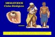 MEMATODOS Ciclos Biológicos · Wuchereria bancrofti . Fin de la Comunicación . Title: Presentación de PowerPoint Author: Jose Castillejo Created Date: 3/21/2011 10:36:19 AM 
