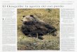 Cinco ejemplares sobrevivenalimentados por el hombre ... · oso pardo perviven en una reserva de la serrania de Cuenca. Sin embargo. este refugio artificial no permite albergar esperanzas