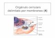 Orgànuls cel·lulars delimitats per membranes (4)cosmolinux.no-ip.org/recursos_aula/BIO1erBAT/Citologia/...Orgànuls cel·lulars delimitats per membranes El reticle endoplasmàtic