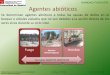SANIDAD FORESTAL Agentes abióticos · Agentes abióticos SANIDAD FORESTAL Subdirección General de Conservación del Medio Natural Calle Alcalá, 16 (2ª Planta) Telfs.: 91 438 27