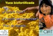 Yuca biofortificada ¿Porqué yuca? ¿Porqué carotenoides? Plan de …lac.harvestplus.org/wp-content/uploads/2015/09/Cultivo-Yuca_H-Mee… · 2G 15-1 GM 905-66 AM 206-5 (waxy) 5