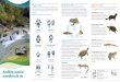 Cicle de vida d’un tòtil (Alytes ostetricians) Espècies ... · Amfibis, rèptils i mamífers de riu Als rius i les zones humides, hi viuen diverses espècies d’am-fibis, rèptils