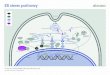 ER Stress Pathway · 2018-11-12 · Apoptosis ATF6 (p50) ATF6 (p90) IRE1 PERK IRE1 XBP1 mRNA splicing ATF6 (p50) Mitochondria Endoplasmic reticulum Golgi apparatus Cytochrome C. Title: