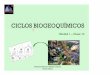 8° C10 - Ciclos Biogeoquímicos€¦ · CICLOS BIOGEOQUÍMICOS Unidad 1 –Clase 10 Profesora Verónica Abasto Córdova ... ⦿Asociado al ciclo del Carbono. CICLO DEL NITRÓGENO