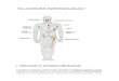 SISTEMA INMUNOLÓGICO€¦ · Web view1. ÓRGANOS Y TEJIDOS LINFÁTICOS Los órganos y tejidos del sistema linfático, distribuidos ampliamente en todo el cuerpo, se clasifican en