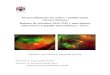 Desprendimiento de retina y proliferación vitreorretiniana ...AMI: Agujero macular idiopático AV: Agudeza visual CD: Grupos de diferenciación leucocitaria según moléculas de superficie