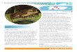 AMENAZADA · Familia: Bufonidae Orden: Anura Descripción El sapo concho puertorriqueño adulto es de tamaño mediano y alcanza una longitud de 2.5 a 4.5 pulgadas (6 a 11 centímetros)