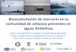 Bioacumulación de mercurio en la comunidad de …Bioacumulación de mercurio en la comunidad de cetáceos presentes en aguas Antárticas Dalia C. Barragán-Barrera, Diego Fernando
