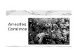 Arrecifes Coralinos - prof.usb.veprof.usb.ve/yusdiaz/arrecifes1.pdf · Viven dentro del tejido de los pólipos de coral Ayudan a la supervivencia del coral Proveen recursos a través