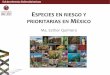 ESPECIES EN RIESGO Y PRIORITARIAS EN MÉXICO · ¿Qué especies están enlistadas? De las 108,519 especies descritas para Mexico (Llorente-Bousquets & Ocegueda 2008): • 2606 están