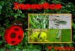 Insectos · •Dibuja los siguientes insectos. (cuncuna, libélula, escarabajo, abeja y mariposa) •Colorea con diversos materiales, lapices de colores, plumones, lápices pasteles,