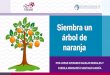 Presentación de PowerPointpazyfelicidad.org/siembra_un_naranjo.pdf · un árbol de naranja? Este camino no será fácil. Tienes que abonar la tierra y cuidar cada día el árbol
