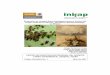 Evaluación de Hongos Entomopatógenos para el Control del ... › Biblioteca › Publicaciones › 6.pdf · y cepas nativas de hongos entomopatógenos para el control del pulgón