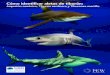 Cómo identificar aletas de tiburón...blanco Tiburón sardinero (vaya a la página 7) Ápice blanco Gran mancha blanca moteada; la aleta es redondeada y ancha El ápice es puntudo