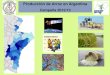 Producción de Arroz en Argentina - Fundacion Proarrozproarroz.com.ar/static/presentaciones/superficie-y... · 2015-11-26 · Producción de Arroz en Argentina Campaña 2012/13 