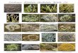 LzÛhens: Acarospora sp. Cladonia floerkeana Lecanora ...barlow.me.uk/clevelandnats/CS-Kildale-Gribdale Lichens-2.pdf · aureola Xanthoria Cladonia coniocraea Hypogymnia physodes