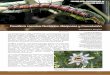 Passiflora caerulea: Nectarios, Mariposas y Coevolución32).pdf · 2014-11-27 · Las mariposas de la Tribu Heliconiini han coevolucionado con las plantas del género Passiflora
